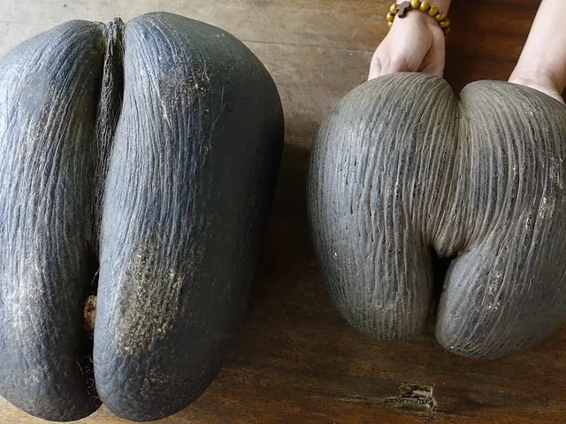 Two large, unique Coco de Mer nuts resting on a wooden surface