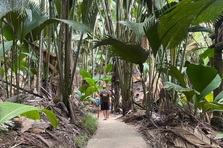Tourists walking along a path through a dense palm forest