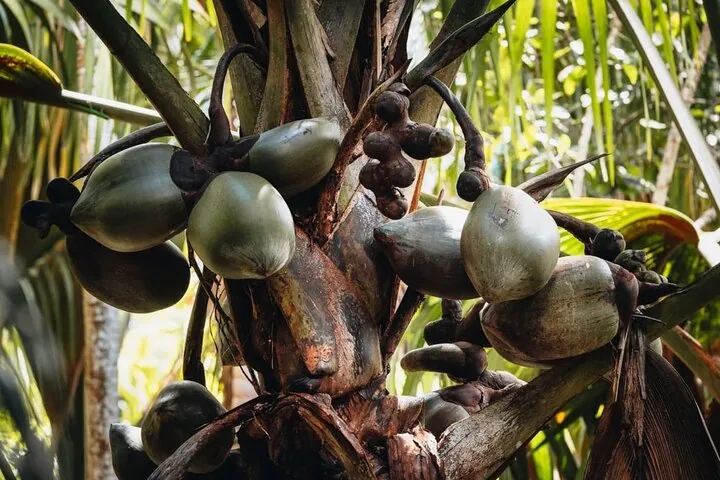 Close-up of a Coco de Mer palm tree with large green nuts