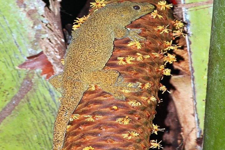 Bronze gecko resting on the textured trunk of a palm tree