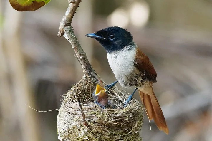 Seychelles Paradise Flycatcher feeding its chick in a nest